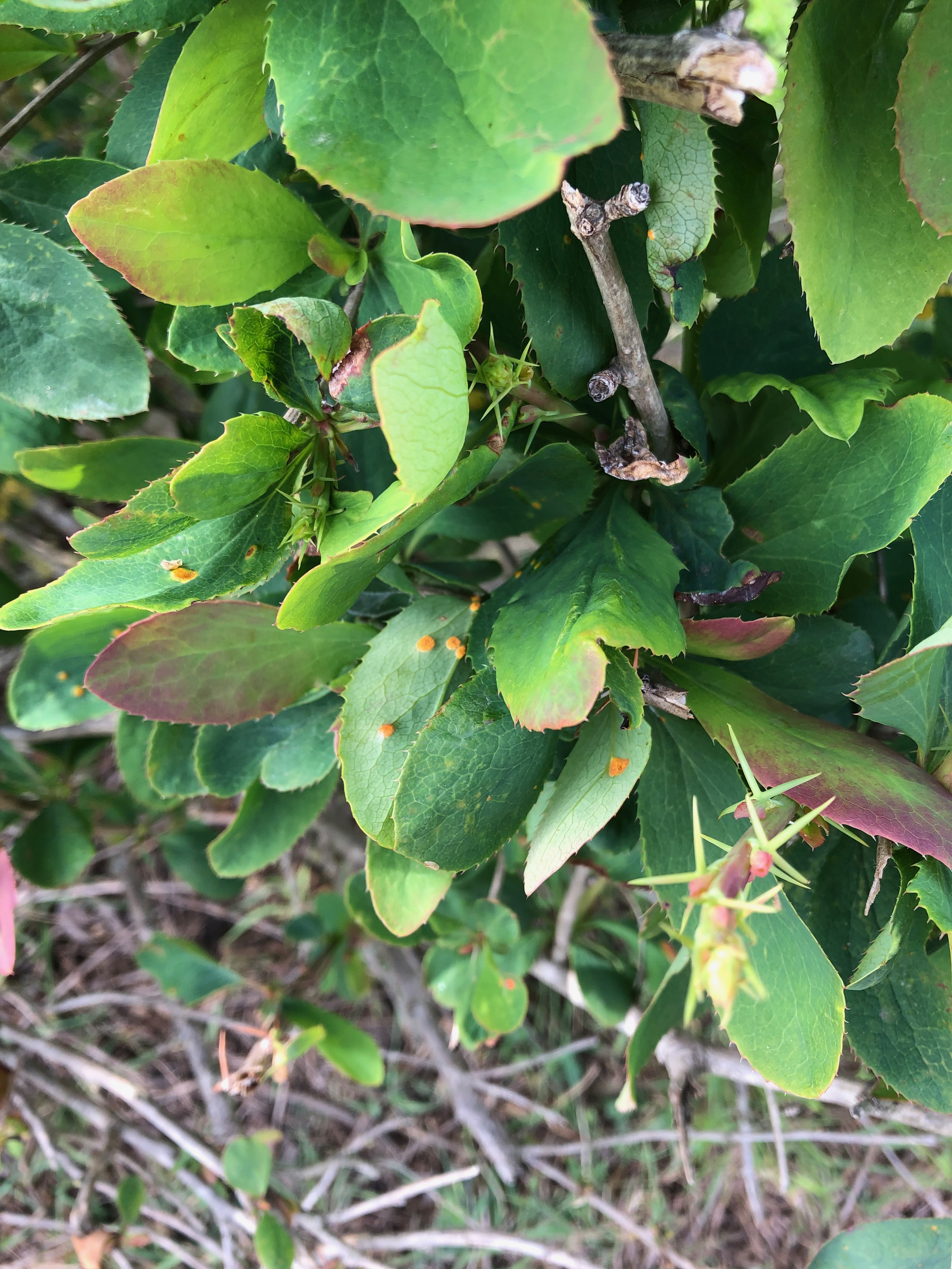 Infected Barberry